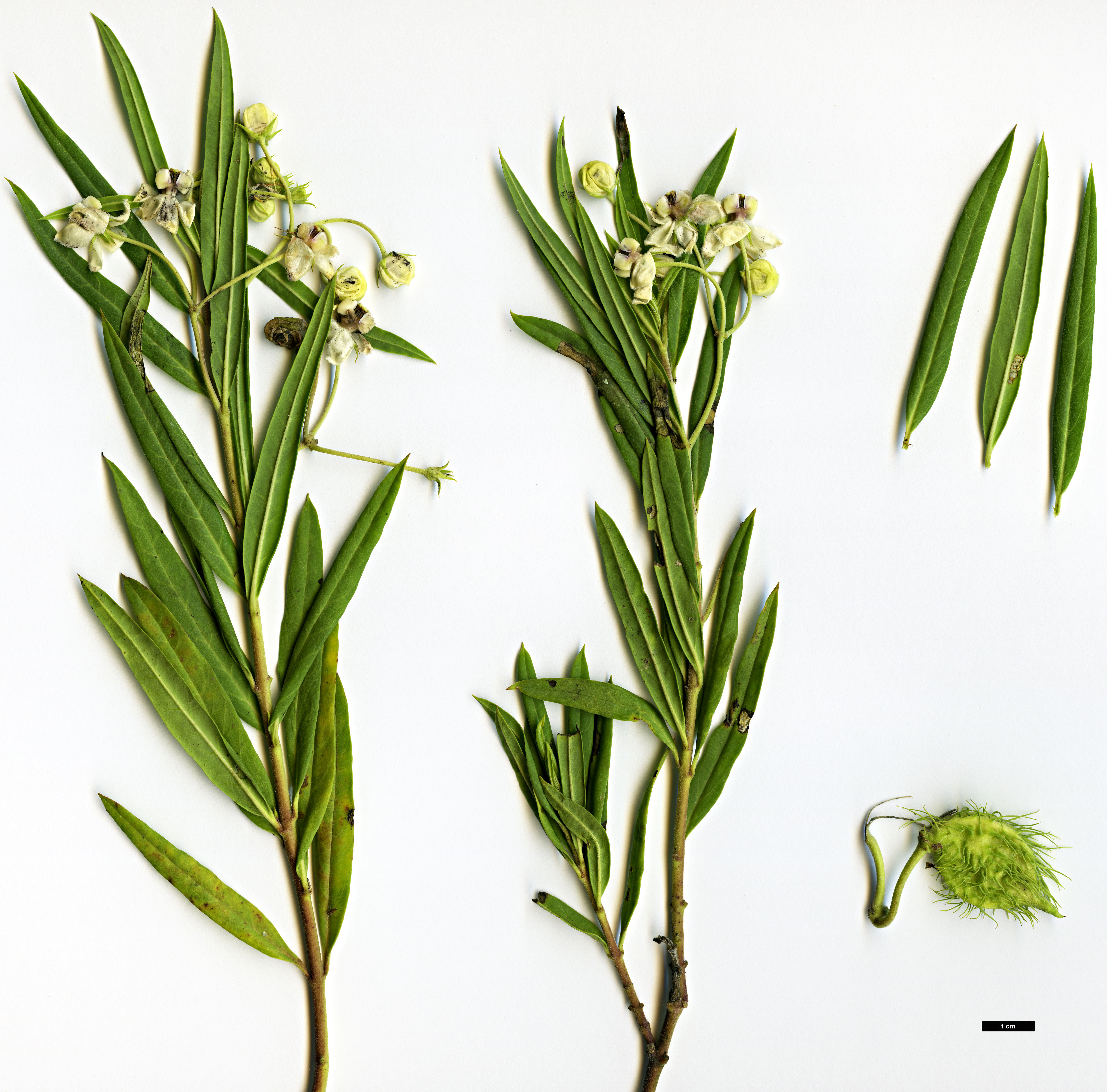High resolution image: Family: Apocynaceae - Genus: Gomphocarpus - Taxon: fruticosus